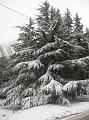 Neve (52)